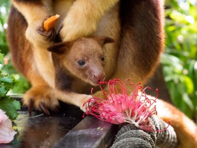 tree kangaroo.jpg tree kangaroo.jpg