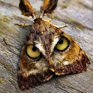 moth.jpg