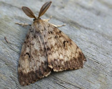 photoshop moth.jpg