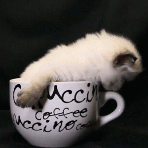 tumblr_o348gvwSkS1v5dqido1_400.gif