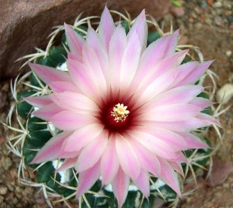 Beautiful-Cactus-Flower-1-11.jpg