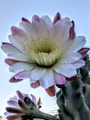 beautiful-monstrose-apple-cactus-in-bloom.jpg