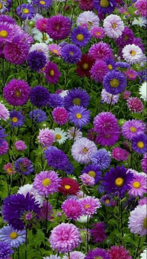 purple stuff 3.jpg