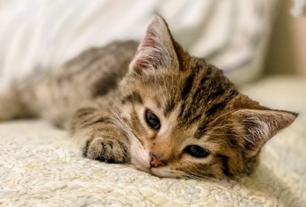 cat time 20.jpg