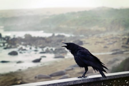 crow.jpeg