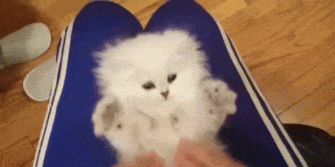 1461143499-kitten-gif.gif