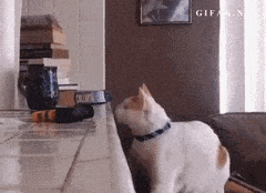 HopefulHarmfulHowlermonkey-max-1mb.gif