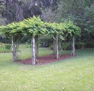 grape arbor.jpg