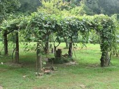 grape arbor.jfif 2.jpg