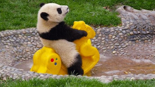 Panda @.jpg