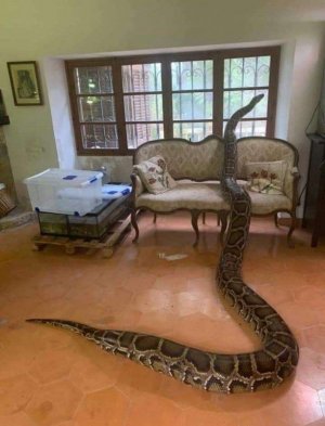 pet.jpg