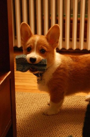 17 Corgis Who Are A Royal Pain In The Bum!.jpeg