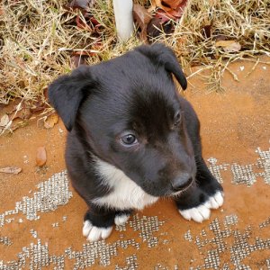 pup1.jpg