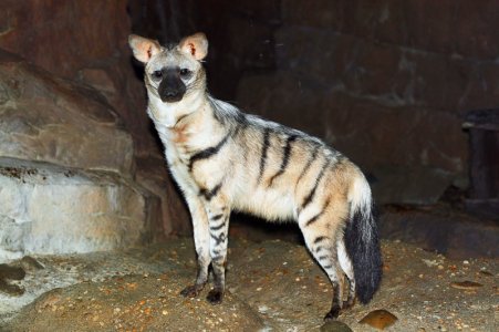 aardwolf.jpg