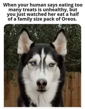 oreos.jpg