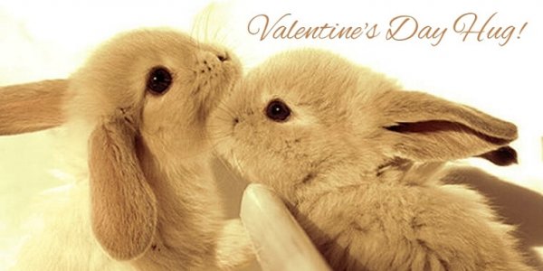 valentine-bunnies-in-love.jpg