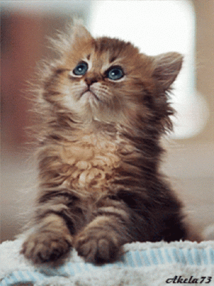 00f56e6c0761b8d69ca16808cff2091f[1].gif