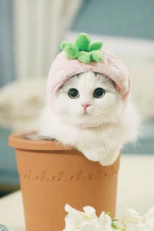 99c36881337ac6439549000f6c9845ed[1].jpg