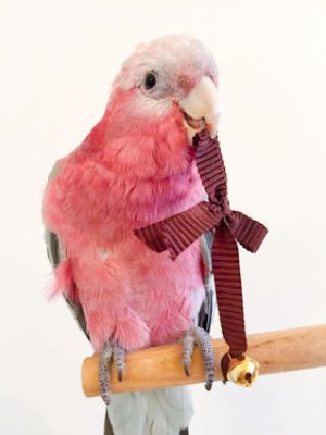 Galah @.jpg