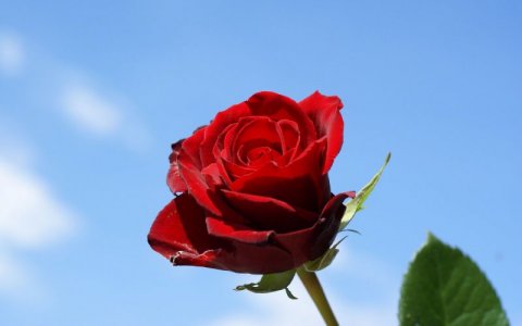 Red rose 1.jpg