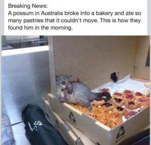 possum.jpg