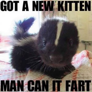 new kitten.jpg