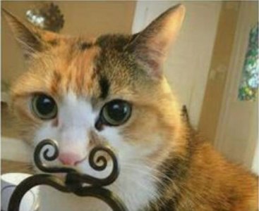 Moustache @.jpg