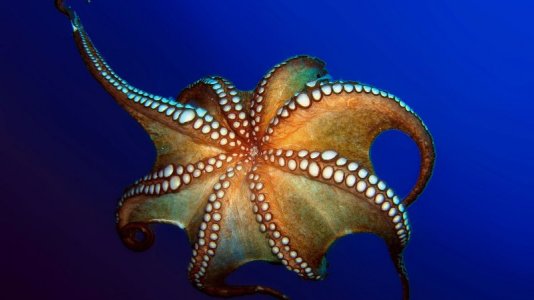 octopus-work.jpg