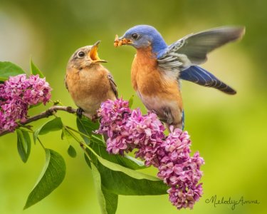 bird.jpg