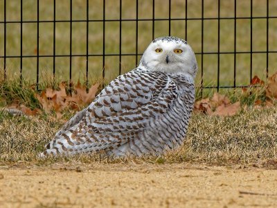 snowy owl.jpg