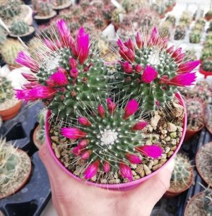 34.-Mammillaria-Polyedra-Cactus.jpg