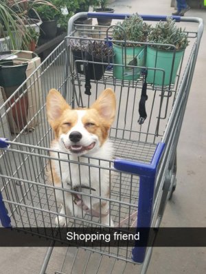 Hilarious Dog Snapchats.jpeg