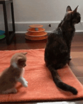 51c4632ca07a429625d761fd05b7b917.gif