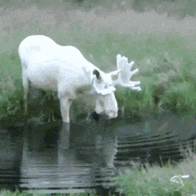 HandmadeUnsightlyCaimanlizard-size_restricted.gif