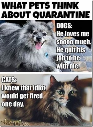 covid_joke-63.jpg