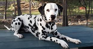 dalmation.jpg