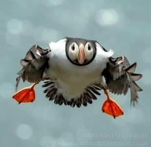 puffin1.jpg