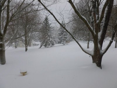 snow backyard.JPG