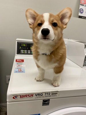 Laundry corgo is tired of my bullshit_ 😂.jpeg