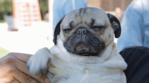 tenor (3).gif