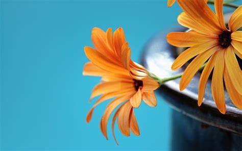 orangefloral.jpg