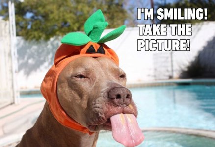 06-Hilarious-Dog-Memes.jpg