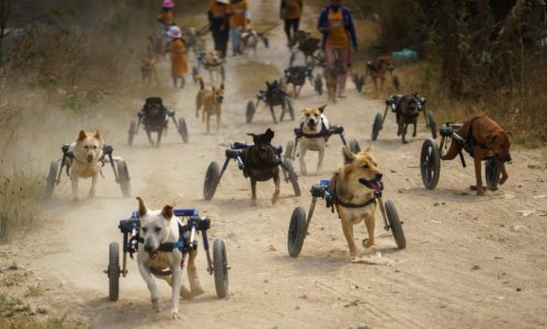 dogs.jpg