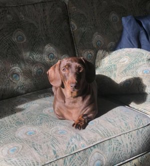 coco.jpg