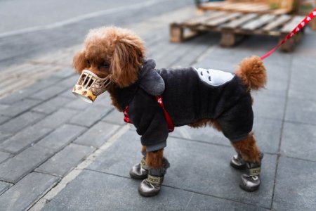 Cul-poodle-1203099039.jpg