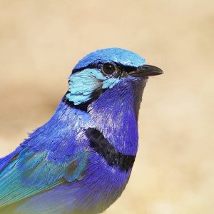 bird.jpg