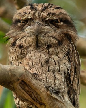 tawny frogmouth.jpeg