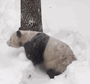 panda bear.gif