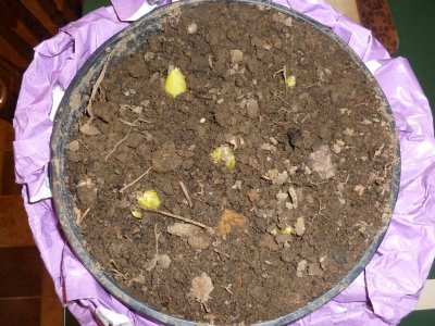 flower bulbs just showing.JPG