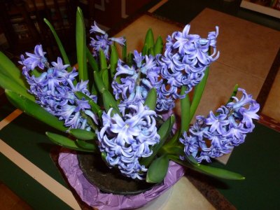 flowers in bloom.JPG